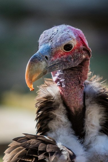 003 Hoedspruit, Moholoholo Wildlife Rehabilitation Center, oorgier.jpg